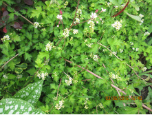 �����������  -80 ��� ���