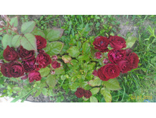 P 20160703 195014 1 p.jpg