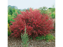 �������� Cytisus Boskoop Ruby - 1,46 ������ �� ������������ � ������ 2 ����