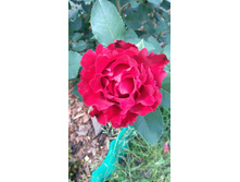 Heinz Winkler (5).JPG