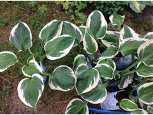 ����� �������