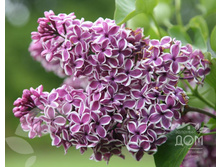 ������ ������������ �������� 2-����� 315���..jpg