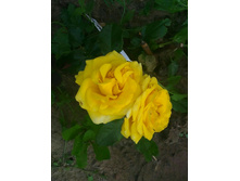 P 20160703 195102 1 p 1 1.jpg