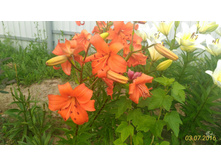 P 20160703 195246 1 p.jpg