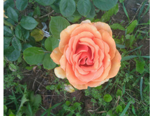 P 20160717 191502 1 p 1.jpg