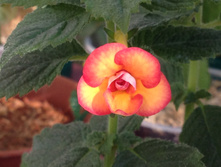 �������� Peach Orchard - ���������� � ������-��������� ���������