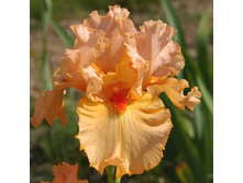 ���� Rose de la Vallee ���� ��� �� �� ���� (����, 2010) - 7,90