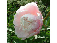 ���� Alice Harding ���� ����� ������� (Lemoin, 1922, �������) ������ 50�� 5.07 ����