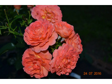 Betty Harkness ������� 2015�. ���������� ����!