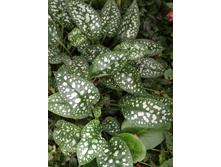 �������� No2 (���� ������) - 60 ���