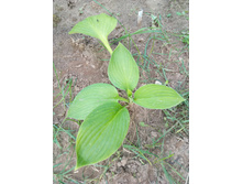 ���������� ���