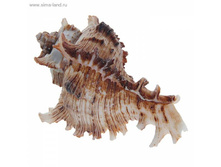 �������� ���������� ����� ������� 100 ���.