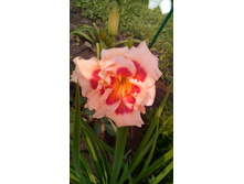 Forty second street.jpg