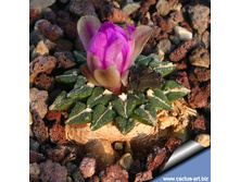 ���.   ������ Ariocarpus kotschoubeyanus
