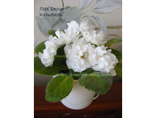 ��� ����� ��������