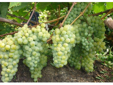 �������� ������� 160���..jpg