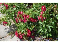 ���� ���� (���������)