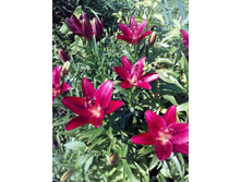 IMG 20160626 101332[1].jpg