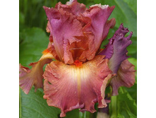 Dame de Cœur - 8,78