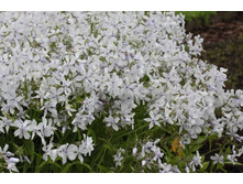 �. ������������� “White Perfume”(Ph. divaricata “White Perfume”)