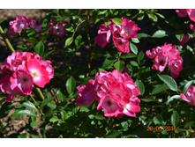 Grand-Duc Jean (����)