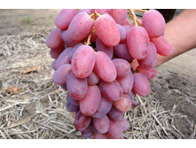 �������� ������ 160���..jpg