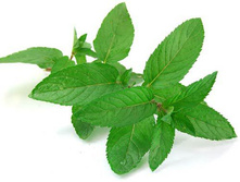 �������� ����.jpg