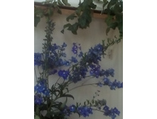 IMG 20160717 172013[1].jpg