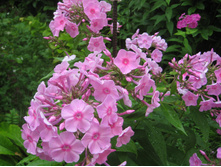 ������� �����