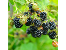 ������� Rubus frut. Black Satin - 2,13 ������ �� ������������
