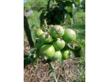 ������������ ������ ������