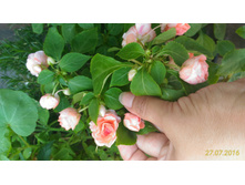 P 20160727 111409 1 p.jpg