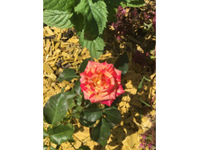 �������� (������ Ferdinand Pichard)