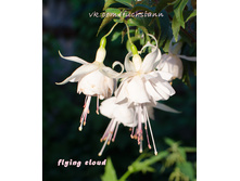 ������ Flying Cloud