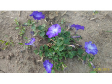 P 20160630 192816 1 p.jpg