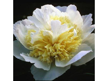 ���� Honey Gold ���� ���� ���� ������ 50��  5.72 ����