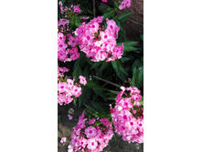 IMG 20160724 090723.jpg