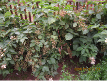 �������� 017.jpg