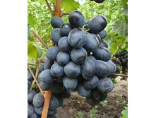 �������� ������ 160���..jpg