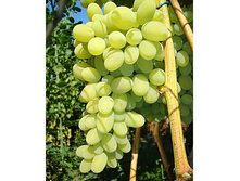 �������� �������� 160���..jpg