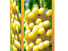 ���� �������.jpg