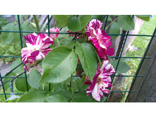 Purple Splash (2).JPG