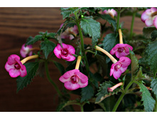 Cherry blossoms (2).jpg