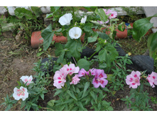 �������� � �������