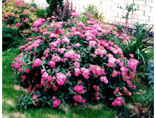 ������ ������� 2-3 ����� 120���..jpg