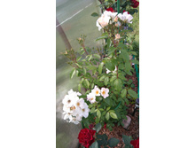 Sally Holmes (7).JPG