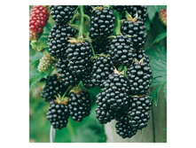 ������� ������� 2-����� 280���..jpg