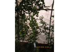 ������� � �������