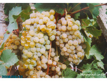 �������� ��������� �������� 160���..jpg