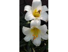 IMG 20160724 090839.jpg